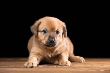 Tahta bir masada şirin bir köpek yavrusu. Siyah arka planda stüdyo fotoğrafı. Yatay çerçeveli çekim.