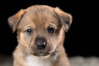 Beyaz bir battaniyenin üzerinde güzel bir köpek yavrusu. Siyah arka planda stüdyo fotoğrafı. Yatay çerçeveli çekim.