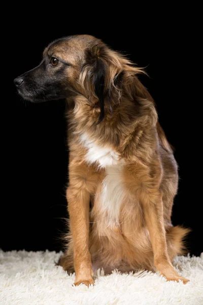 Красивая Собака Белом Одеяле Фото Студии Черном Фоне Вертикальный Кадр — стоковое фото