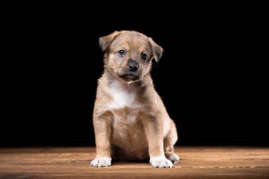 Tahta bir masada şirin bir köpek yavrusu. Siyah arka planda stüdyo fotoğrafı. Yatay çerçeveli çekim.