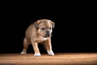 Tahta bir masada şirin bir köpek yavrusu. Siyah arka planda stüdyo fotoğrafı. Yatay çerçeveli çekim.