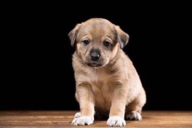 Tahta bir masada şirin bir köpek yavrusu. Siyah arka planda stüdyo fotoğrafı. Yatay çerçeveli çekim.