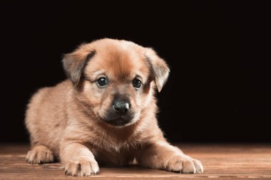 Tahta bir masada şirin bir köpek yavrusu. Siyah arka planda stüdyo fotoğrafı. Yatay çerçeveli çekim.