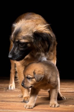 Tahta bir masada bir köpek ve bir köpek yavrusu. Siyah arka planda stüdyo fotoğrafı. Dikey çerçevelenmiş çekim.