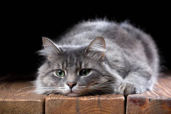 Beau Chat Race Pure Sur Une Table Bois Photo Studio — Photo