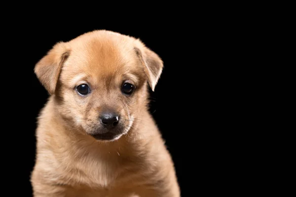 Retrato Hermoso Cachorro Sobre Fondo Negro Tiro Con Marco Horizontal — Foto de Stock