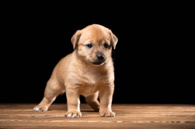 Tahta bir masada şirin bir köpek yavrusu. Siyah arka planda stüdyo fotoğrafı. Yatay çerçeveli çekim.