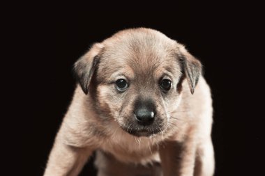 Siyah arka planda güzel bir köpek yavrusunun portresi. Yatay çerçeveli çekim.