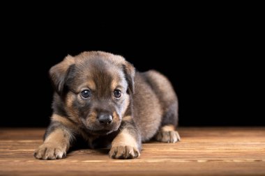 Tahta bir masada şirin bir köpek yavrusu. Siyah arka planda stüdyo fotoğrafı. Yatay çerçeveli çekim.