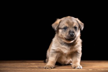 Tahta bir masada şirin bir köpek yavrusu. Siyah arka planda stüdyo fotoğrafı. Yatay çerçeveli çekim.