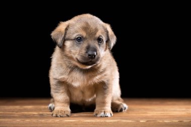Tahta bir masada şirin bir köpek yavrusu. Siyah arka planda stüdyo fotoğrafı. Yatay çerçeveli çekim.