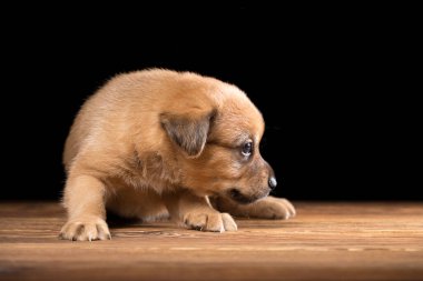 Tahta bir masada şirin bir köpek yavrusu. Siyah arka planda stüdyo fotoğrafı. Yatay çerçeveli çekim.