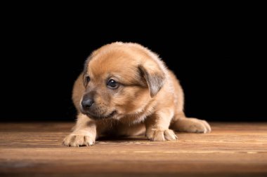 Tahta bir masada şirin bir köpek yavrusu. Siyah arka planda stüdyo fotoğrafı. Yatay çerçeveli çekim.