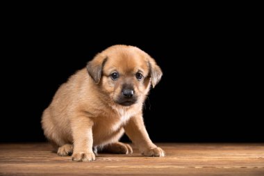 Tahta bir masada şirin bir köpek yavrusu. Siyah arka planda stüdyo fotoğrafı. Yatay çerçeveli çekim.