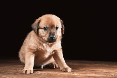 Tahta bir masada şirin bir köpek yavrusu. Siyah arka planda stüdyo fotoğrafı. Yatay çerçeveli çekim.
