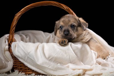 Hasır sepetin içinde beyaz bir battaniyenin üzerinde güzel bir köpek yavrusu. Siyah arka planda stüdyo fotoğrafı. Yatay çerçeveli çekim.