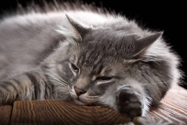 Beau Chat Pur Endort Sur Une Table Bois Photo Studio — Photo