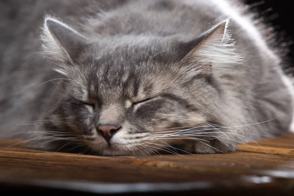 Beau Chat Pur Dort Sur Une Table Bois Photo Studio — Photo