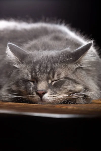Een prachtige rasechte kat slaapt op een houten tafel. Studio foto op een zwarte achtergrond. — Stockfoto