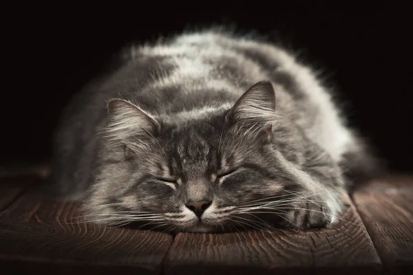 Vacker Renrasig Katt Sover Ett Träbord Studio Foto Svart Bakgrund — Stockfoto