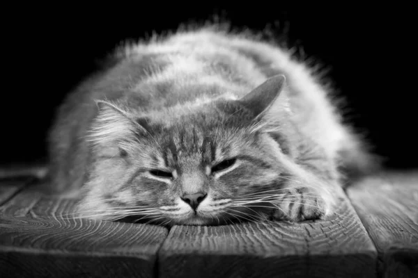 Красива Чистокровна Кішка Засинає Дерев Яному Столі Студійне Фото Чорному — стокове фото