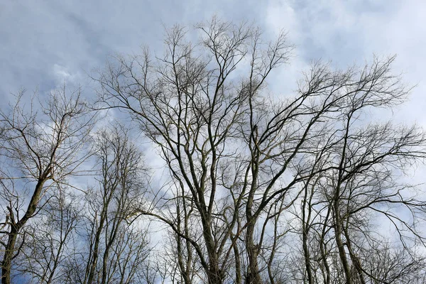 光秃秃的树枝映衬着天空 横向框框射击 — 图库照片