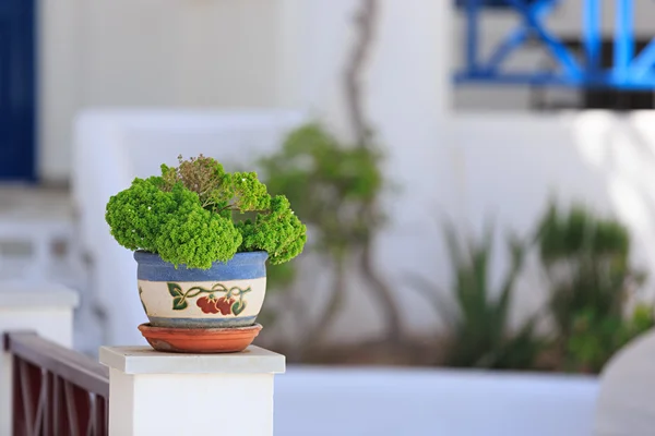 Flower in a pot — Stock Photo, Image