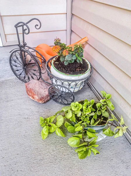 Tumbuhan kentang dan pemegang sepeda miniatur dekoratif di fasad rumah — Stok Foto