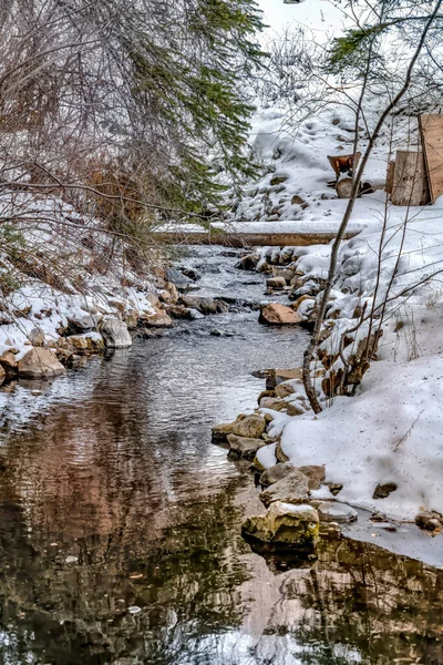 Paisaje nevado en invierno con un estrecho arroyo rocoso en medio de árboles prósperos — Foto de Stock