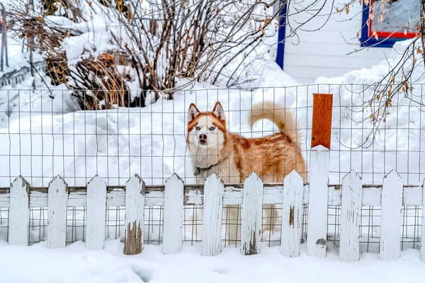 Lindo perro husky siberiano con forma de almendra ojos azules hielo y abrigo rojo y blanco —  Fotos de Stock