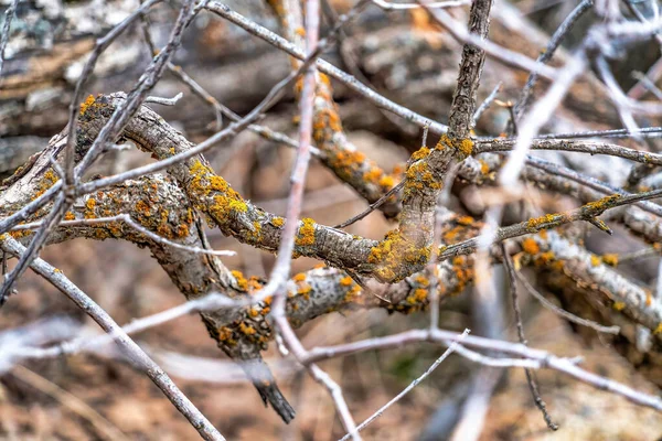 Close-up de ramos de árvores castanhos secos e sem folhas em Provo Canyon Utah — Fotografia de Stock