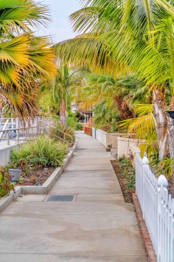 Long Beach 'teki manzaralı kanal boyunca palmiye ağaçları ve yemyeşil bitkilerle dolu bir patika.