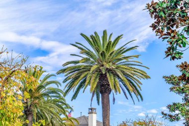 Palm tree with lush green compound leaves in Huntington Beach California