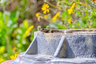 Lizard on a metal manhole cover in the San Diego California on a sunny day