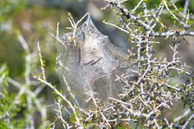 Joshua Tree Ulusal Parkı. İpek çadırların altında tırtılları yakından görüyor.
