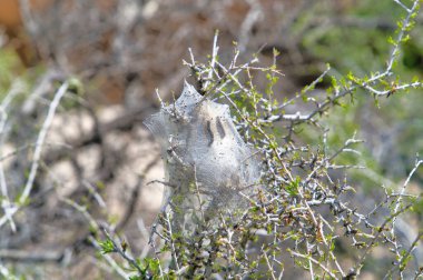 Joshua Tree Ulusal Parkı 'ndaki bir tesise inşa edilmiş ipek çadırlı tırtıllar.