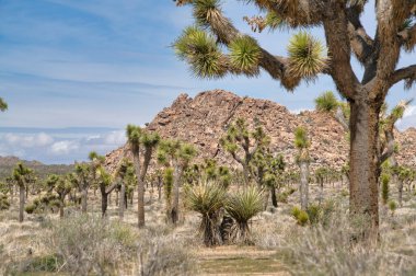 Joshua Tree Ulusal Parkı ve Kaliforniya çölünde yetişen Joshua ağacı bitkileri