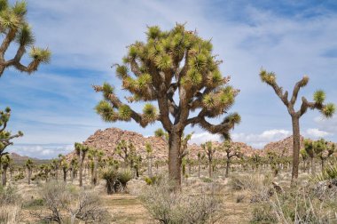 Joshua Tree Ulusal Parkı 'nda Joshua ağaçları ve dağ gibi kayalar var.