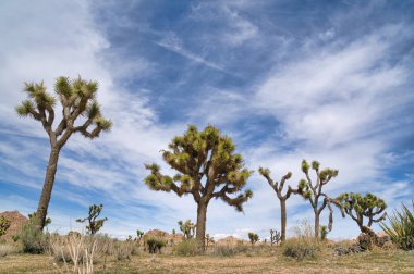 Joshua Tree Ulusal Parkı Joshua ağaç bitkileri ve dağ gibi kayalarla dolu.