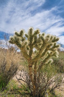 Joshua Tree Ulusal Parkı 'nda keskin dikenli kaktüs bulutlu mavi gökyüzüne karşı