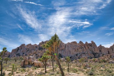 Joshua Tree Ulusal Parkı Kaliforniya 'da dev kayalık oluşumlar ve ağaç yukkaları.