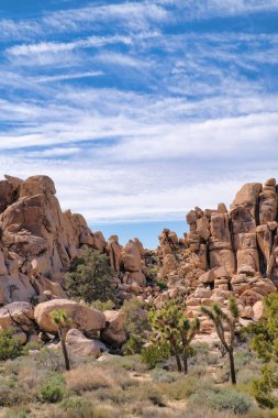 Joshua Tree Ulusal Parkı kaya oluşumları ve yukka ağaçlarının inanılmaz manzarasıyla