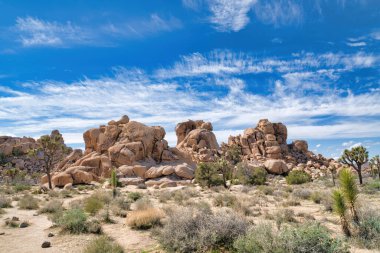 Joshua Tree Ulusal Parkı 'ndaki bir çöl manzarasında yukka ağaçları ve çalılar.