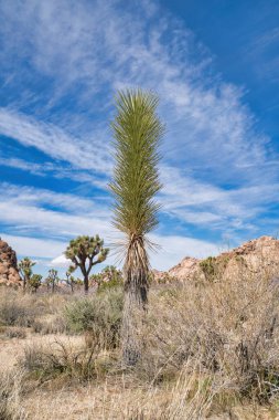 Kaliforniya 'daki Joshua Tree Ulusal Parkı' nda çöl bitkisi ve palmiye ağaçları.