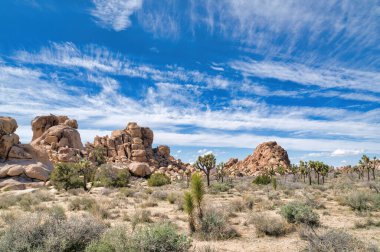 Joshua Tree Ulusal Parkı 'nda dev kayalar ve çöl manzarasında ağaçkakanlar.