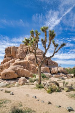 Joshua Tree Ulusal Parkı 'nda ağaçkakan ve devasa çöl kayaları, canlı gökyüzüne karşı.