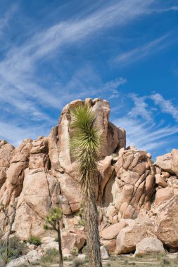 Joshua Tree Ulusal Parkı 'nda Joshua Tree Palmiyesi ve devasa kayalar.