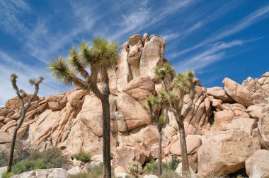 Joshua Tree Ulusal Parkı 'nda dev kayalara karşı Joshua ağacı ya da yukka ağacı.