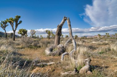 Joshua Tree Ulusal Parkı 'nın Kaliforniya' daki çalılıklarında bitki yetiştiriyor.