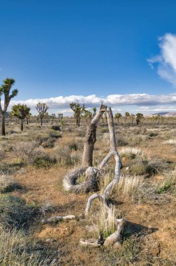 Joshua Tree Ulusal Parkı 'nın açık fundalığında büyüyen Joshua ağaçları